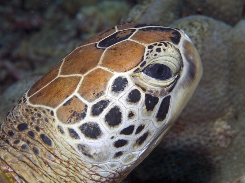 Turtle, Mandarin Patch